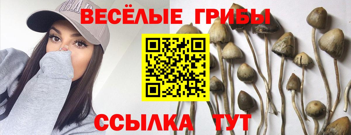 Галлюциногенные грибы Psilocybe  Вход с VPN  где купить наркоту  Зеленокумск 